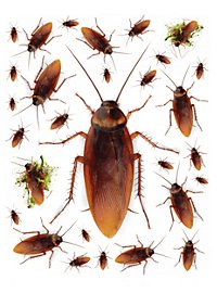 Kakerlakker Klistermærke-Sæt Halloween Pynt