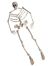 Kit crâne et os