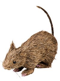 Plague Rat 
