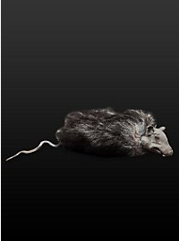 Rat en fourrure