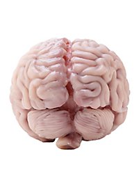 Small brain made of silicone (12 cm)