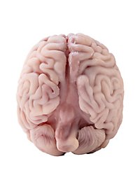 Small brain made of silicone (12 cm)