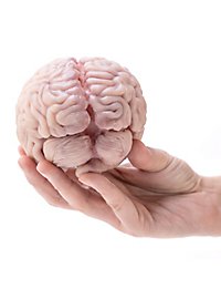 Small brain made of silicone (12 cm)
