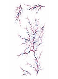 Tatuaje Adhesivo De Poseído